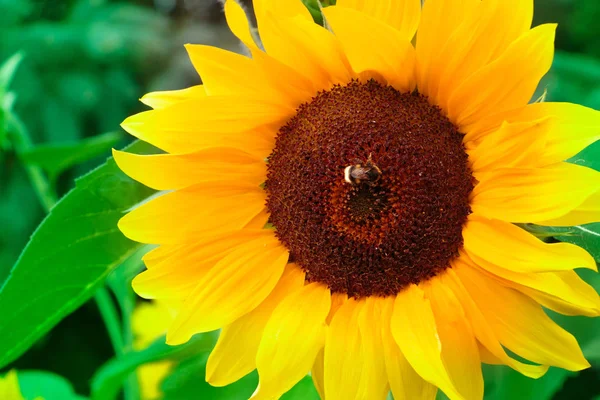 Sonnenblume Mit Biene Oder Hummel Sommer Die Hummel Ist Der — Stockfoto