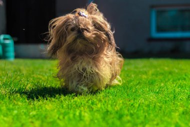komik köpek çim oynadıktan sonra. köpek uzun kahverengi kürklü küçük bir hayvandır.