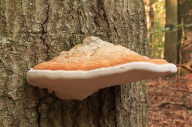 Mantar gri yangın sünger ağaçta yetişir. Üst ve alt mantar beyaz kahverengi. (Phellinus Igniarius)