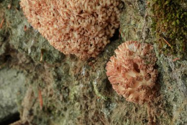 Mantar pembe mercan bir duvar üzerinde büyür. Ön planda ve arka planda küçük bir mantar büyük bir mantar mı. Yere moss ile kaplıdır. (Ramaria Roseola)