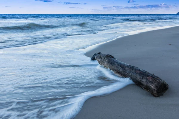 old stranded wood trunk on sand beach. light waves on the baltic sea with clouds on the horizon