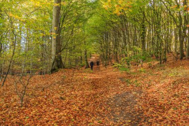 Ruegen Adası 'ndaki Jasmund Ulusal Parkı' ndan ormanda yürüyüş yapmak. Yaprak döken ağaçlar ve orman zemininde kuru kahverengi yapraklarla sonbahar havası. Gün ışığında yürüyorum