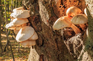 Sonbaharda ağaç gövdesindeki bir delikte istiridye mantarları. Birkaç bitki yaprak döken bir ağaçta yetişir. Güneşli bir günde, yaprak döken ormandaki kahverengi ağaç gövdesinin üzerinde beyaz mantar kapaklı mantarlar.