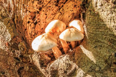 Yaprak döken bir ağaç gövdesinde birkaç istiridye mantarı yetişir. Güneşli bir günde, yaprak döken ormandaki kahverengi ağaç gövdesinin üzerinde beyaz mantar kapaklı mantarlar..