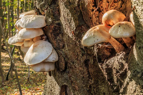 Several mushrooms grow on a deciduous tree. Oyster mushrooms on a knothole on a tree trunk. Mushrooms with white mushroom cap on the brown tree trunk in the deciduous forest on a sunny day