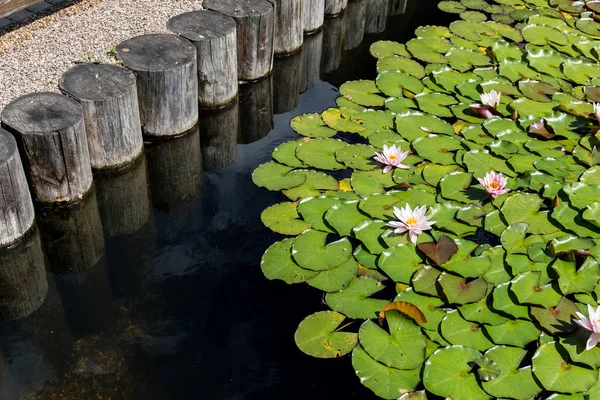 Lilyum Park güneşli yaz gününde su yüzeyinde