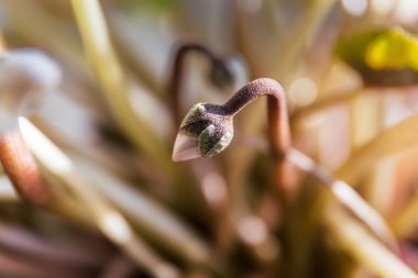 küçük çiçek tomurcuk güneş ışığı içinde