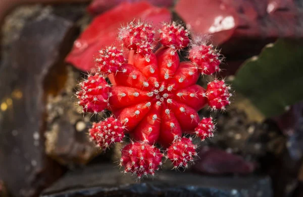 Czerwony Kaktus Wśród Kamieni Widok Góry Zbliżenie — Zdjęcie stockowe
