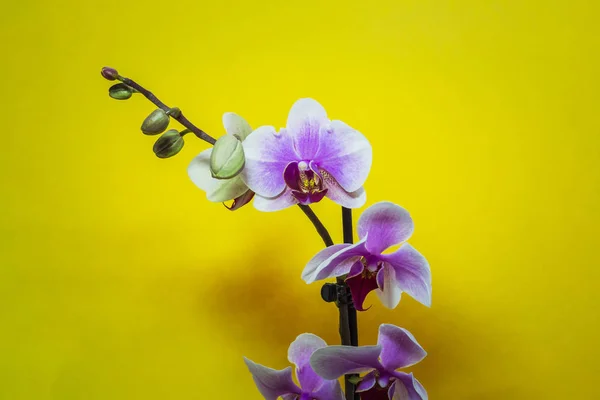 Różowe Kwiaty Orchid Białym Tle Żółtym Tle — Zdjęcie stockowe