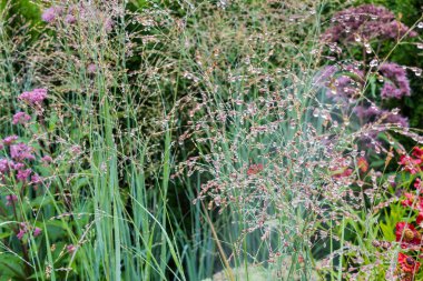 Bitki ve çiçek ile güzel küçük bahçe