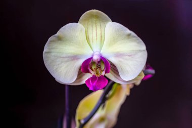 Orkide çiçeği. Kahverengi arka plan üzerinde izole pembe Orkide çiçekleri ile Sarı