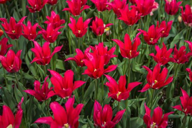 İlkbaharda açan kırmızı çiçeklerle dolu bir açıklık.