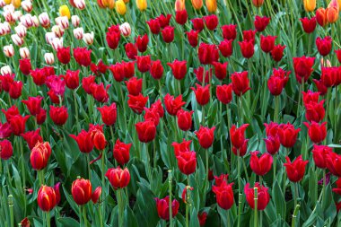 Renkli çiçeklerle dolu bir açıklık İlkbaharda açan laleler