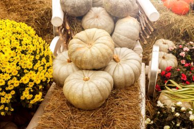 Samanlıkta yatan bir çift yeşil balkabağı. Olgun sebzeler, sonbahar hasadı. Ayarlanmış.