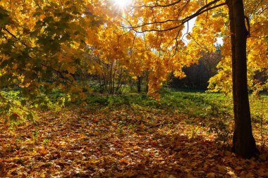 Güneşli bir günde sonbahar ormanı. Çimenlerin üzerine düşen yapraklar ve güneş ışınları ağaçların dallarını delip geçiyor..