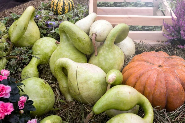 Decorative Green Pumpkins Shape Similar Swan Grass Lawn Popular Variety — Stock Photo, Image