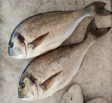 SPARUS aurata buz üstünde