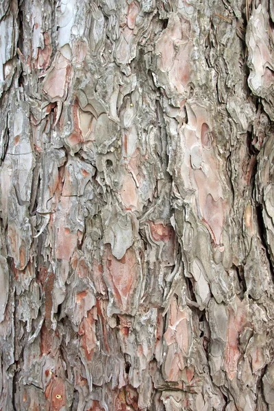 Tronco Árvore Velha Detalhe Textura Como Fundo Natural — Fotografia de Stock
