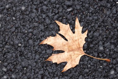Çınar yaprağına siyah asphault ağaç