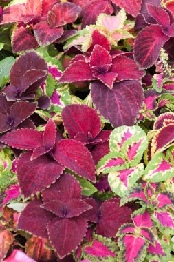 Derma küçük çiçekler artalanları