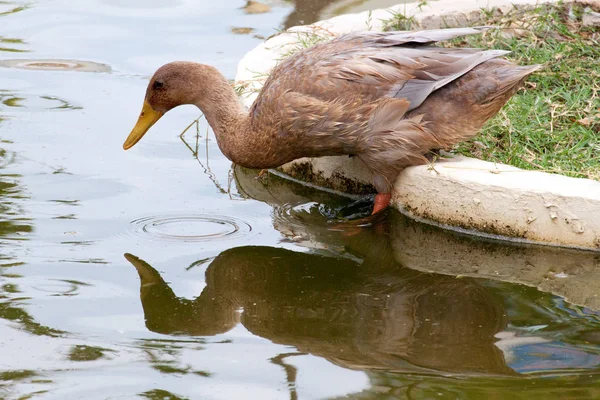 Egy Kacsa Látja Víz Készen Áll Hogy Merülés — Stock Fotó