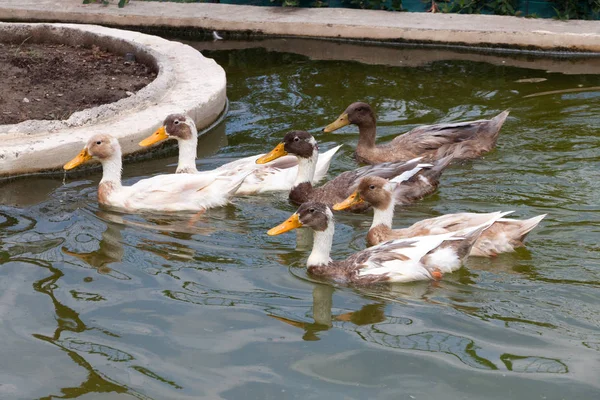 Een Groep Van Zes Volwassen Eenden Een Vijver Zwemmen — Stockfoto