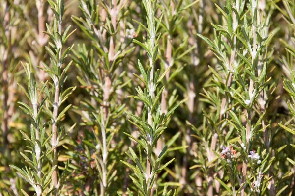 Biberiye (Rosmarinus officinalis) artalanları yapraklar 
