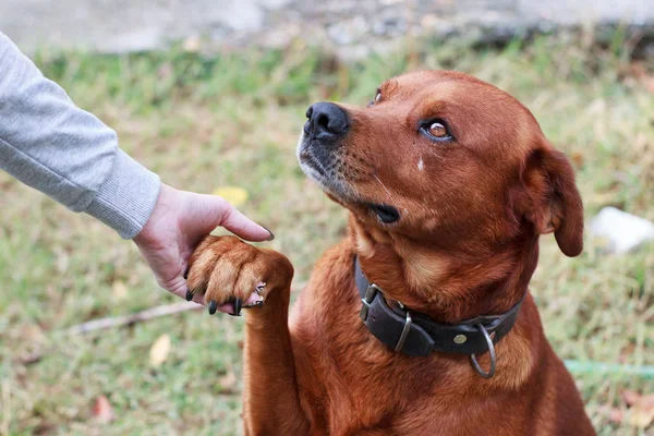 Brown cane adulto dando i piedi a una mano feamale Foto Stock