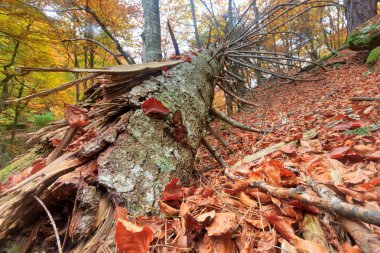Yunanistan Pieria, yaprak döken orman Ano Milia dağ köyü yakınlarında 