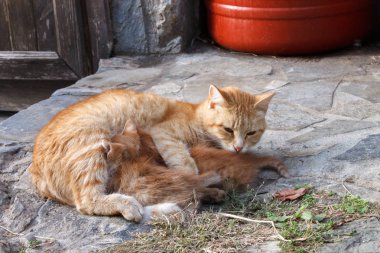 Kedi yavrusu, Palaios panteleimonas ile yerli kedi