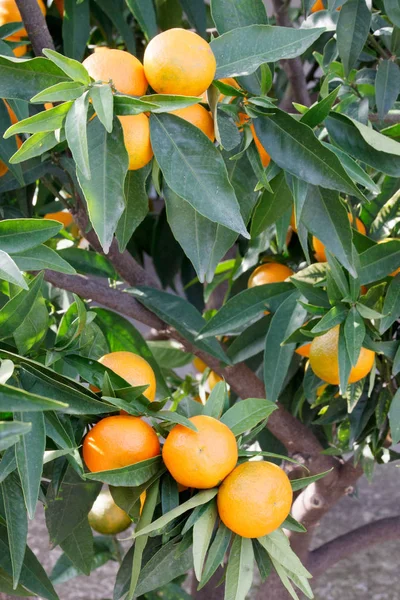 Frutas de tangerina maduras na árvore . — Fotografia de Stock