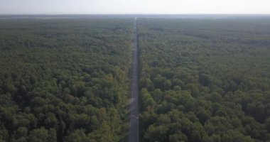 Avrupa'nın bir çam ağacı orman yolda Arial görünümü üzerinde kafa üzerinde 4k görüntüleyin. 4 k 4096 x 2160 piksel