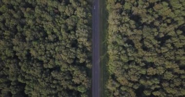 Avrupa'nın bir çam ağacı orman yolda Arial görünümü üzerinde kafa üzerinde 4k görüntüleyin. 4 k 4096 x 2160 piksel