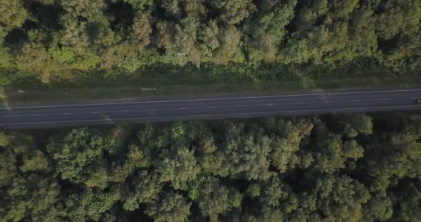 Arial view of road through a Pine tree forest in Europe on Over head view 4K. 4k 4096 x 2160 пикселей — стоковое видео