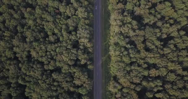 頭の上にヨーロッパで松の木の森を通る道路の arial ビューは、4 k を表示できます。4 k 4096 × 2160 ピクセル ロイヤリティフリーストック映像