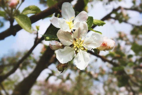 Primavera Flores de cereja, flores cor de rosa. — Fotografia de Stock