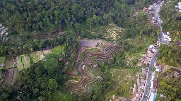 Εναέρια Άποψη Τεγκαλάλανγκ Ρύζι Βεράντα Ουμπούντ Μπαλί Ινδονησία — Φωτογραφία Αρχείου