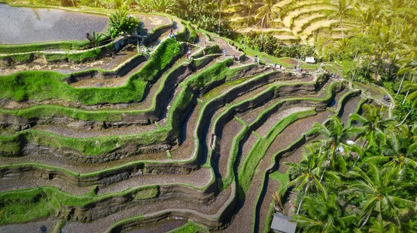 Légifelvételek Tegalalang Rizs Terasz Ubud Bali Indonézia — Stock Fotó