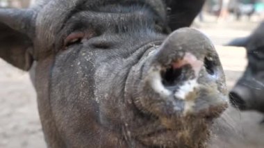 Gros Plan Sur Drôle Sale Gros Cochon Dans Foin Vidéo