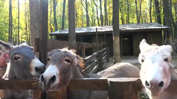 Burros Granja Del Zoológico Forestal — Vídeos de Stock