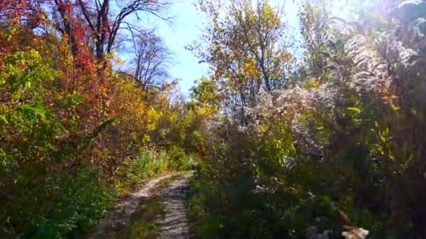Caminhando Pelo Caminho Floresta Outono — Vídeo de Stock