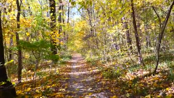 Caminando Por Camino Del Bosque Otoño — Vídeo de stock