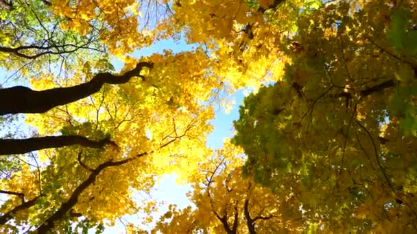 Vista Dal Basso Sulla Cima Degli Alberi Autunnali — Video Stock