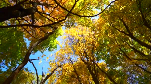 Bottom View Top Autumn Trees — Stock Video