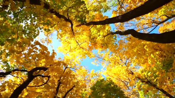 Pohled Zdola Vrcholu Podzimní Stromy — Stock video