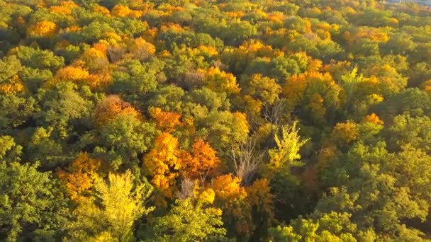 Kız Sonbahar Orman Dertsiz Zaman Harcıyor — Stok video