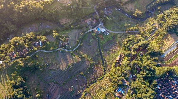 Vista Aérea Sobre Jatiluwih Rice Terrace Bali Indonésia — Fotografia de Stock