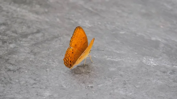 Orange Butterfly Floor Fly Away Frame — Stock Photo, Image