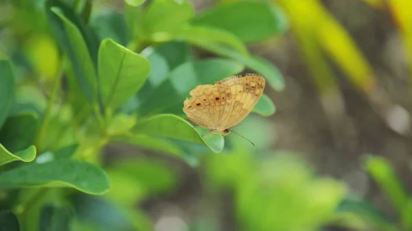 Mariposa Volar Lejos Árbol Brunch Hojas —  Fotos de Stock