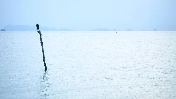 Nature Calm Static Shot Sea View Bird Wooden Stick — Stock Photo, Image